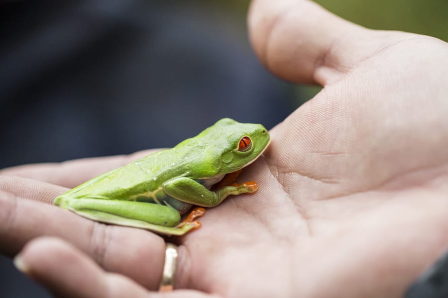 rain forest tours costa rica