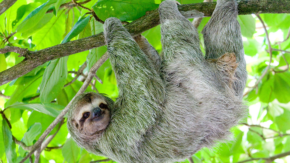 SLOTH ENCOUNTER & WATERFALL TOUR - Issys Tours Costa Rica