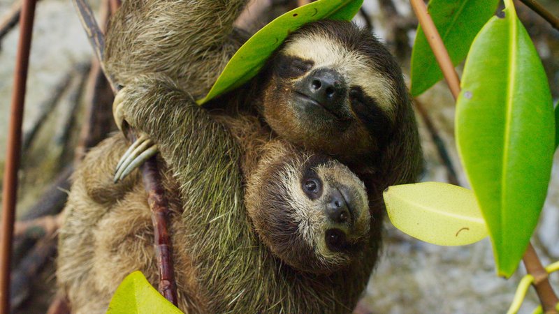 sloth encounter tour and waterfall - Issys Tours