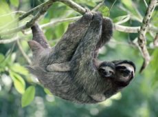Excursions-to-sloth-encounter
