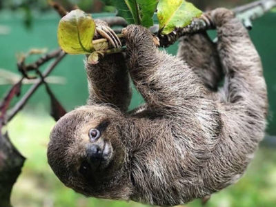 SLOTH ENCOUNTER & WATERFALL TOUR - Issys Tours Costa Rica