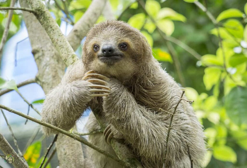 Rio Celeste & Sloths