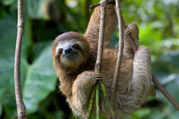 Sloth.encounter-tour