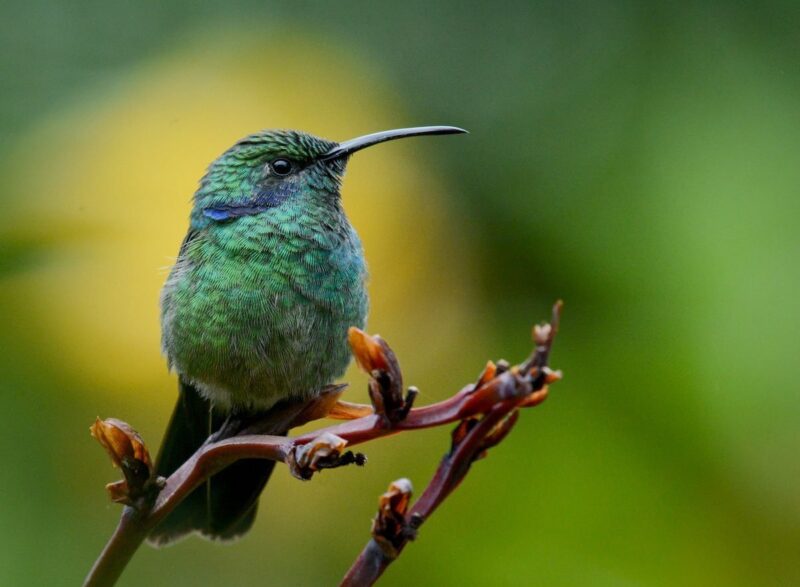 hummingbirds-in-costa-rica